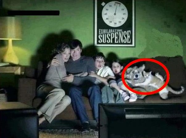 They are watching the best horror movie ever...