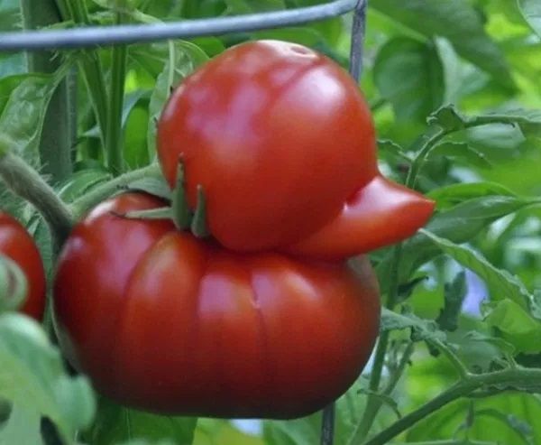 Meet Tuck - half Tomato, half Duck - Buck's beloved spouse - and no peacekeeper for sure!