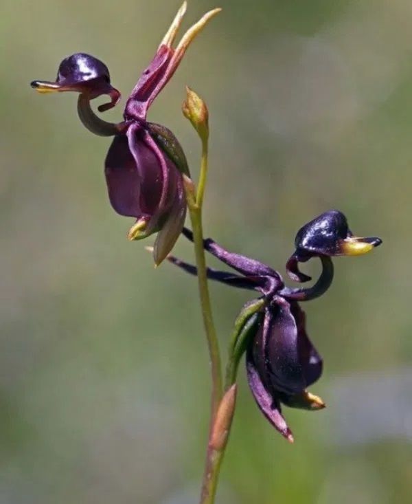Meet Duo - half Duck, half Orchide - Tuck and Buck's Children, too poor to get seperate names
