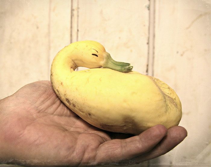 Meet Uncle Puck - half Pumkin, half Duck - the peaceful impression is a wrong interpretation.