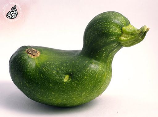 Meet Auntie Duccini - half Duck, half Zuccini - contemporary witness and veteran of Operation Peace