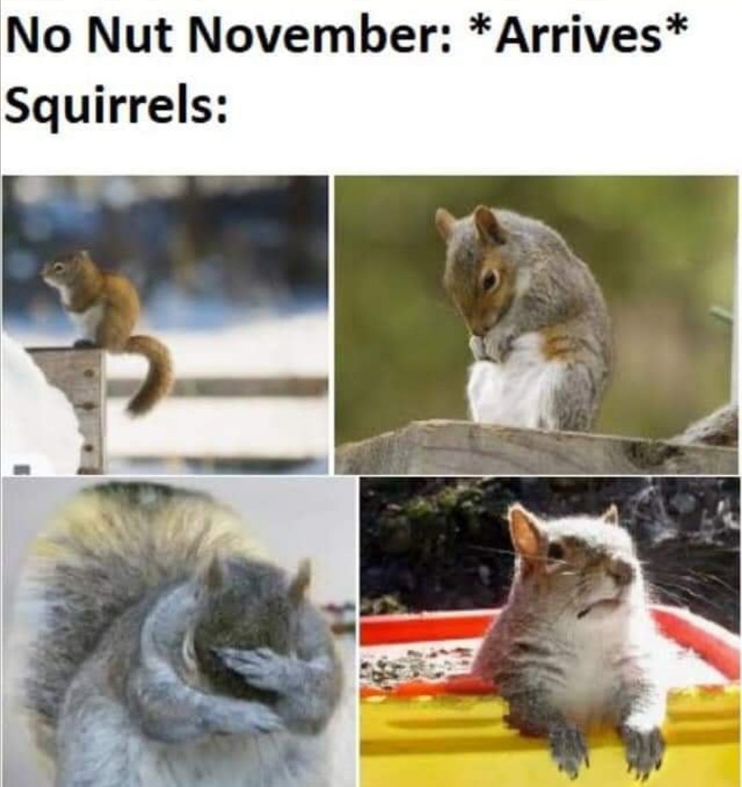 Poor squirrels