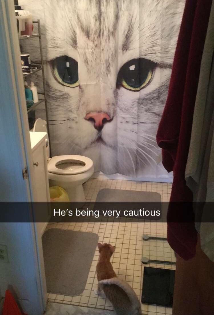 Cat wouldn’t stop pooping in the bathtub, had to get creative