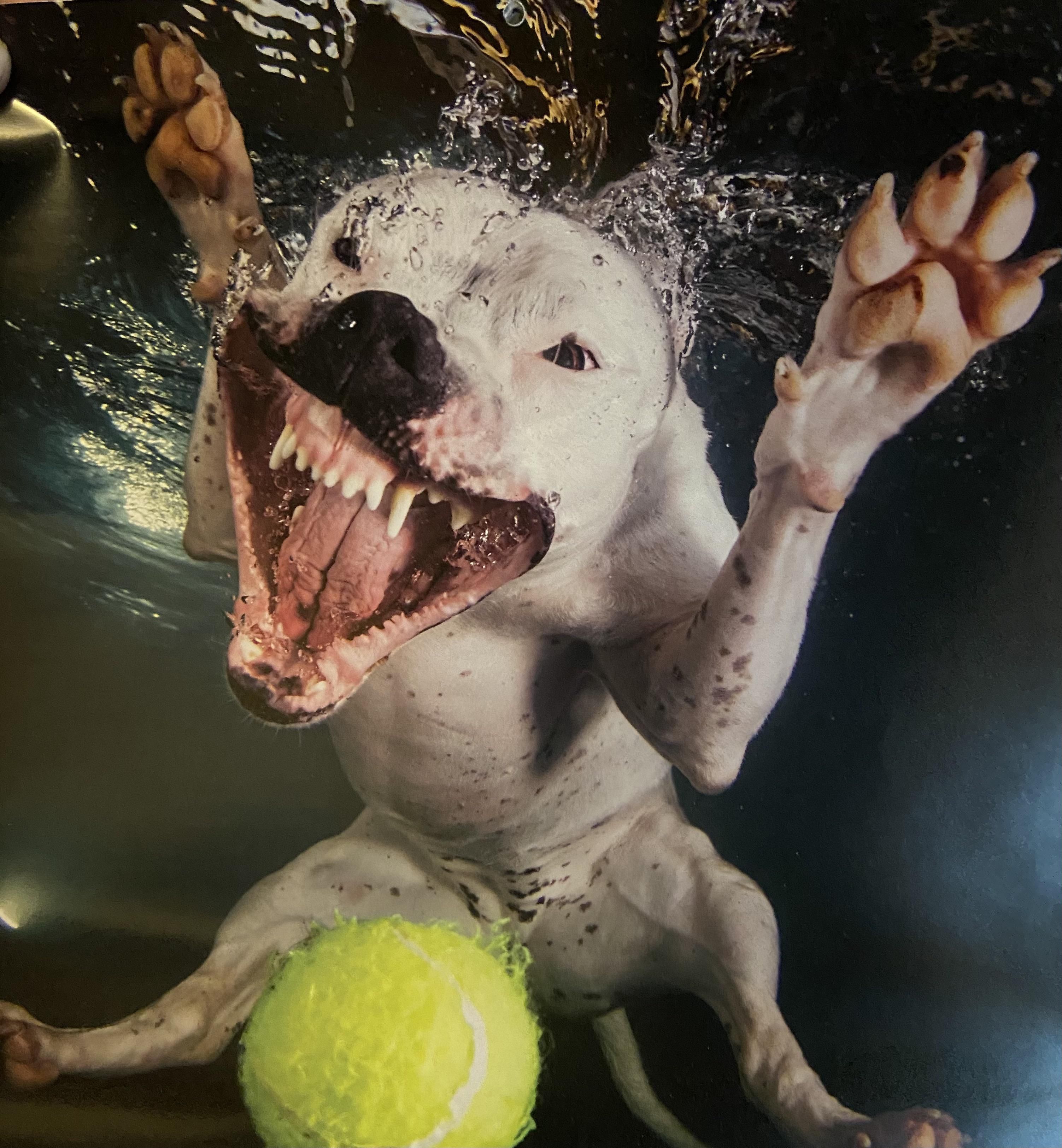 Someone bought us an ‘Underwater Dogs’ calendar. I’m not sure if it’s cute or terrifying...