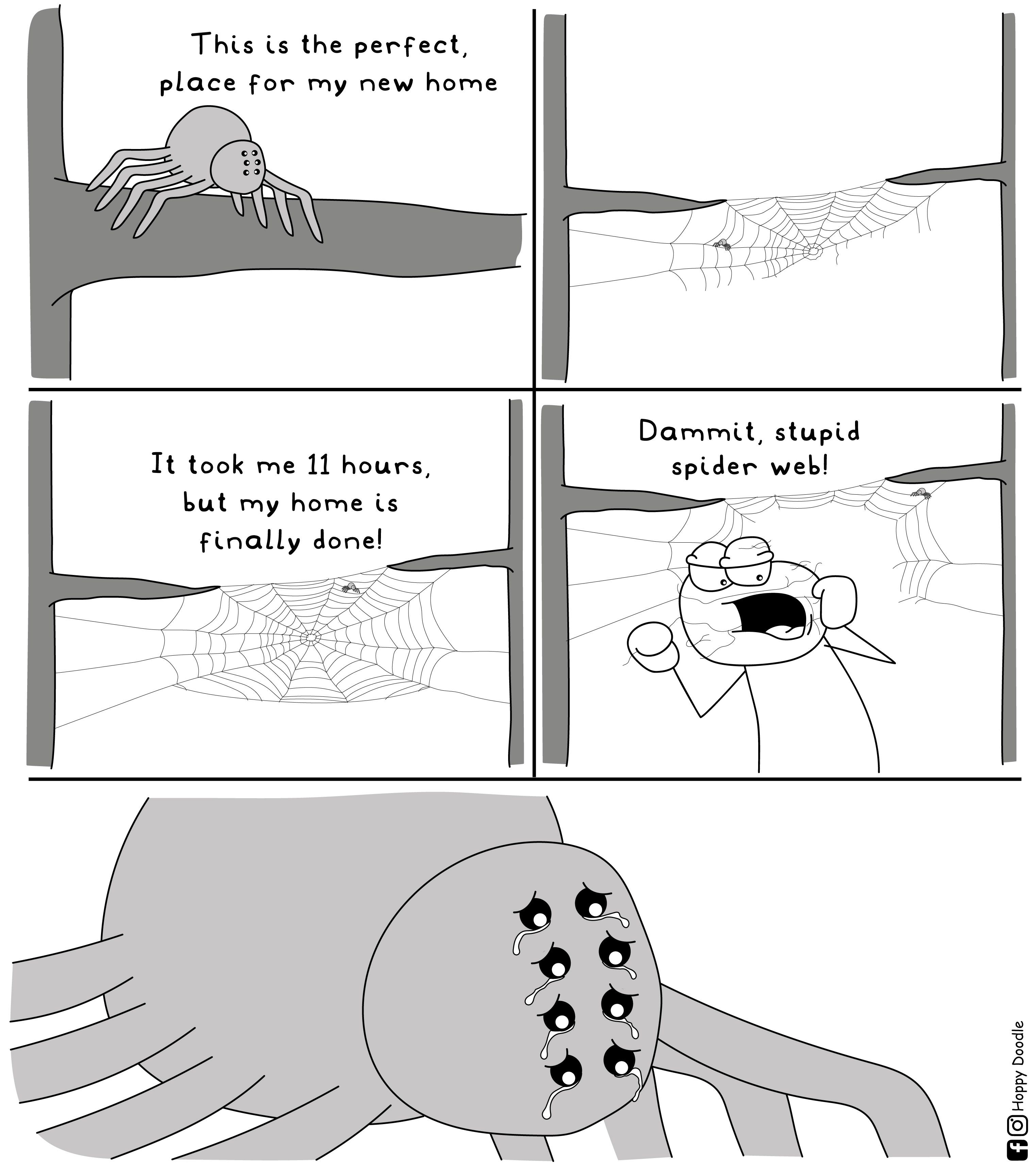 A spider's life