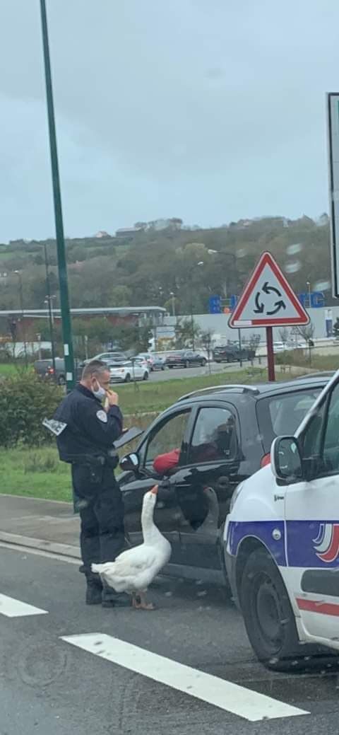 Policeman and his teammate doing their job