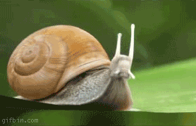 So thats whats under their shells