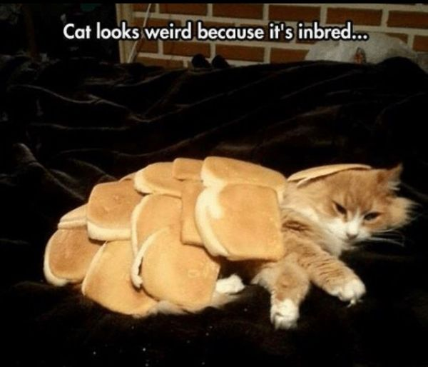 Inbred cat