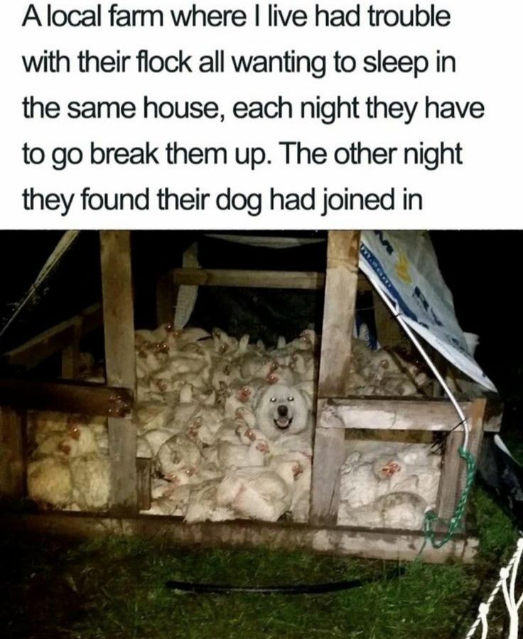 Looks like a nice sleep