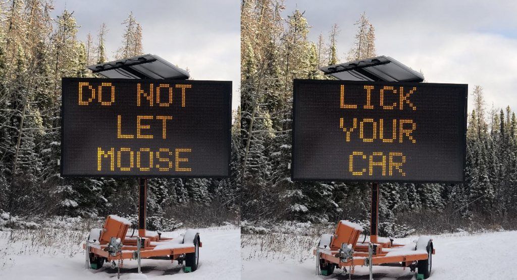 Its so cold in Canada that moose are getting stuck by licking cars for salt.