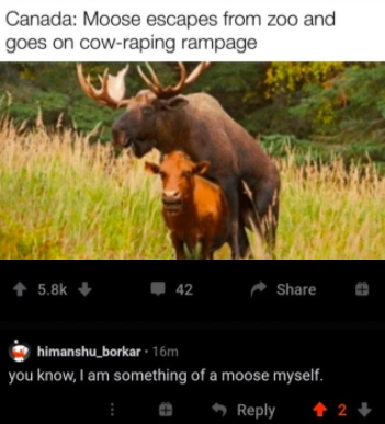 Hide your cows