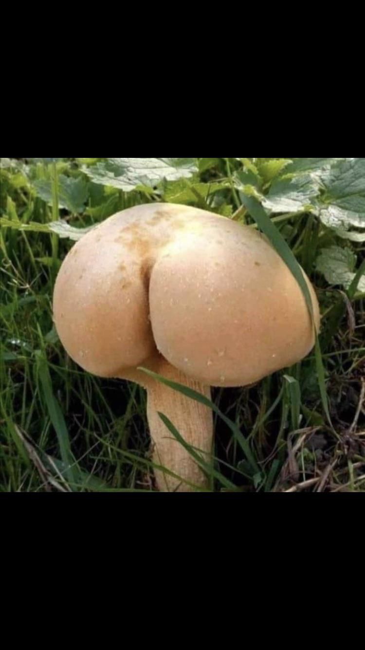 Wow that’s one thicc mushroom