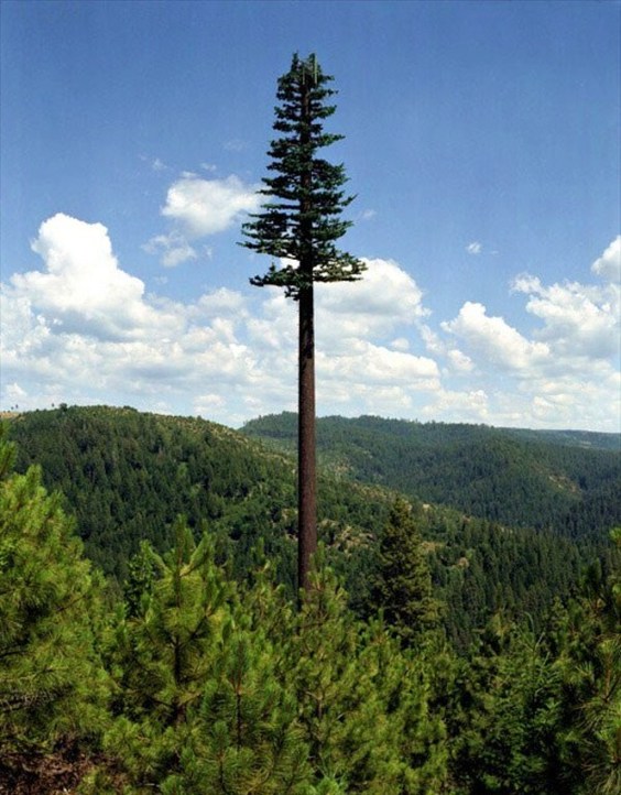 Cell phone tower camouflaged