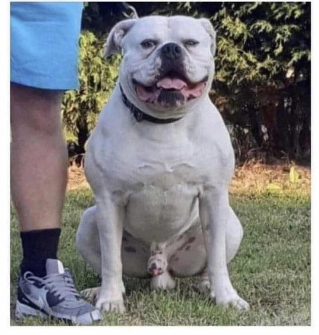 This dogs junk looks just like him