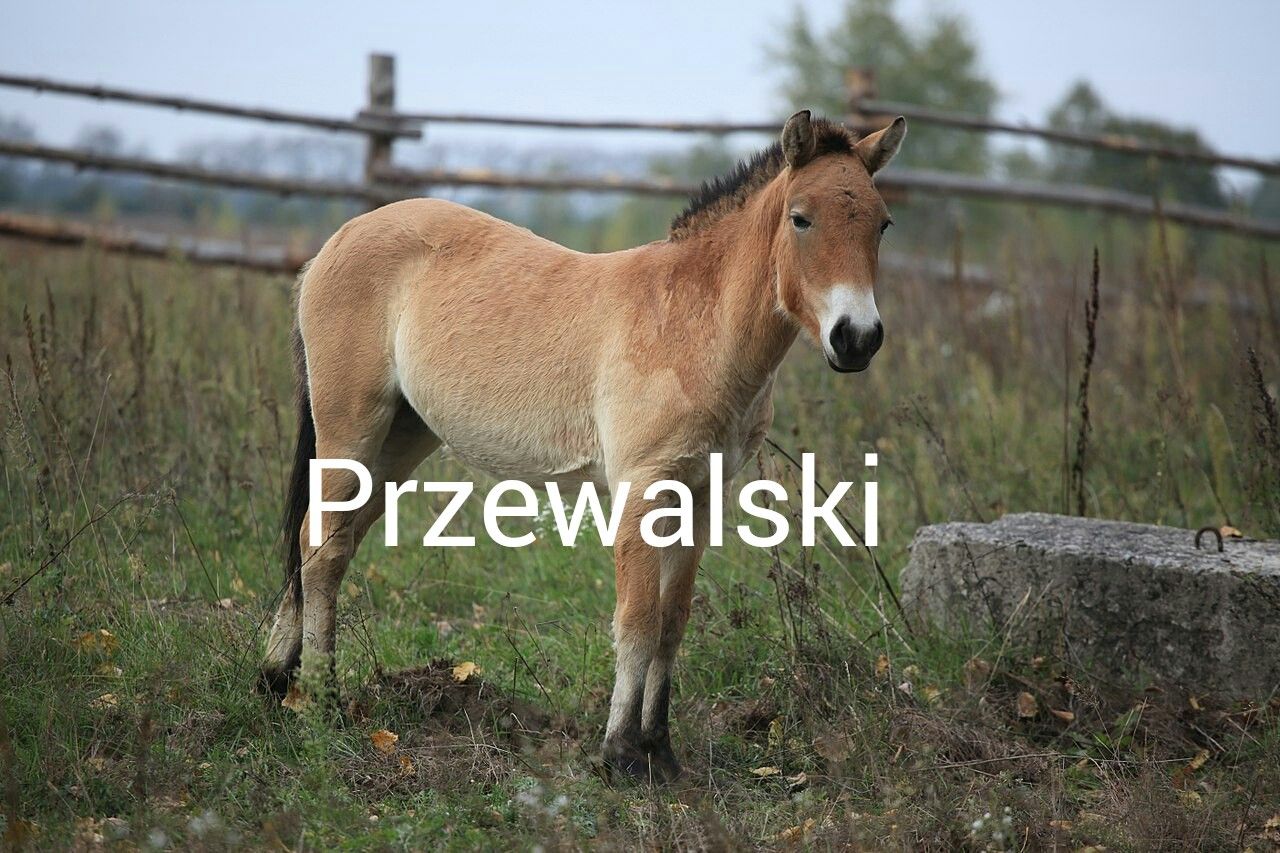 juanposting