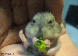 How I eat everything