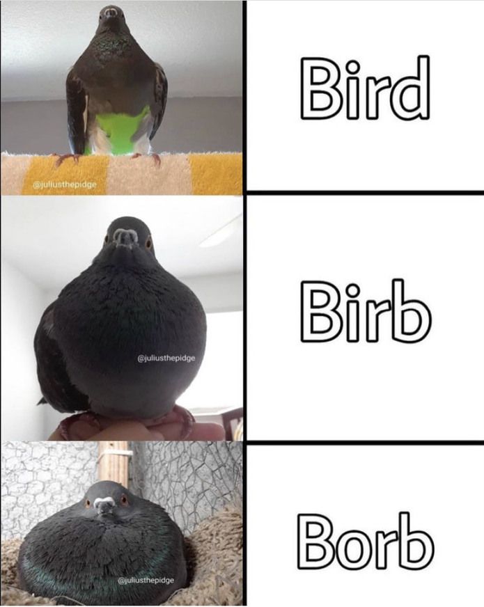 børb