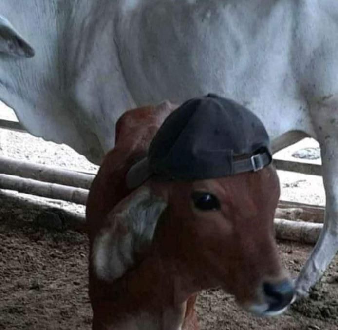 My cow is sick. Someone please help
