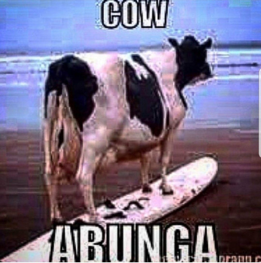 cow