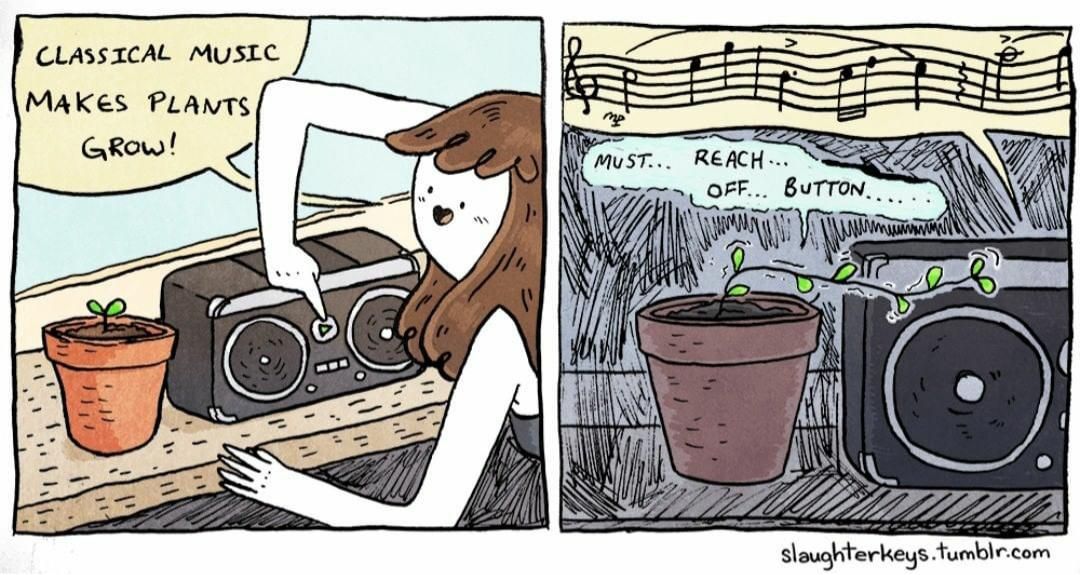 Plants love music!
