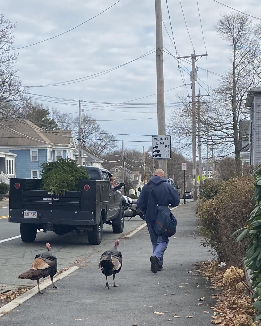 This mailman spent the day being followed by Turkeys