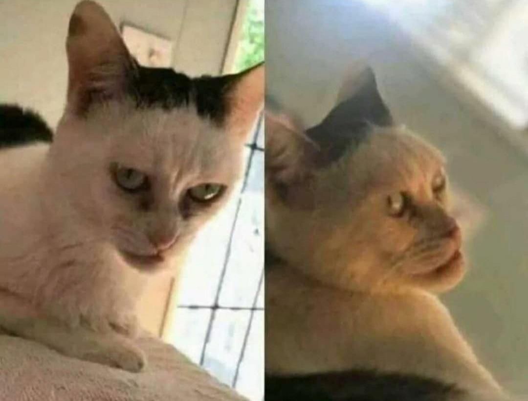 Mom, I think the cat wants my soul! No, honey, the cat's pretty! The cat: