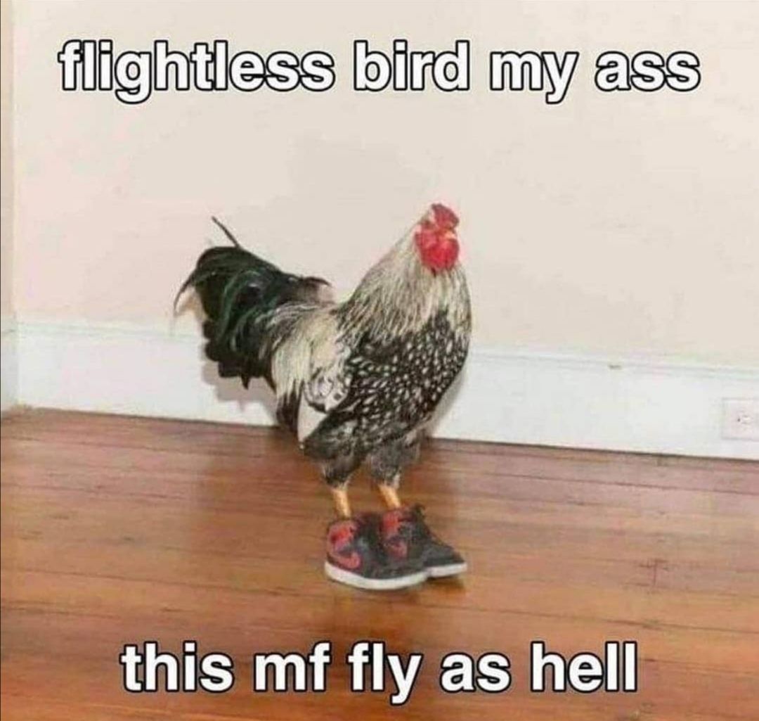 213 - So fly
