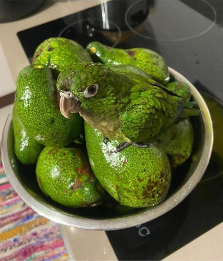 Ever wonder what a hatched avocado looks like?