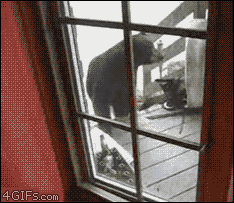 Cat defends house from bear