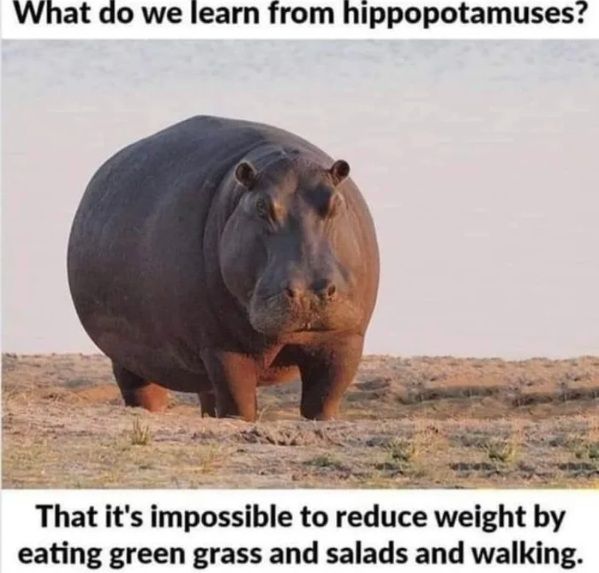 but hippos can run faster than usain bolt