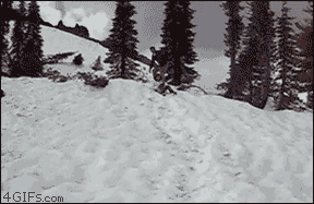 Sledding opportunistic dog