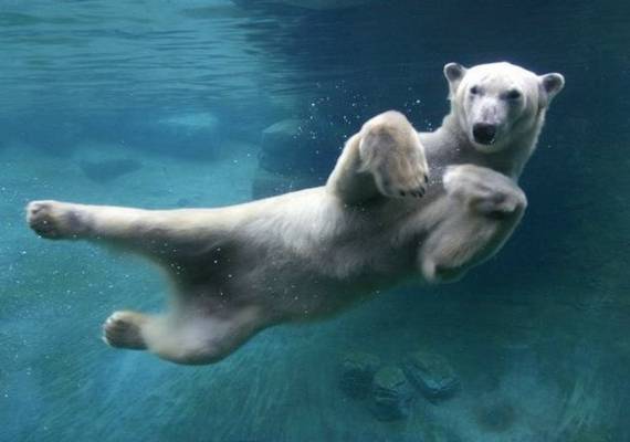 I googled &quot;neurotic bear&quot;