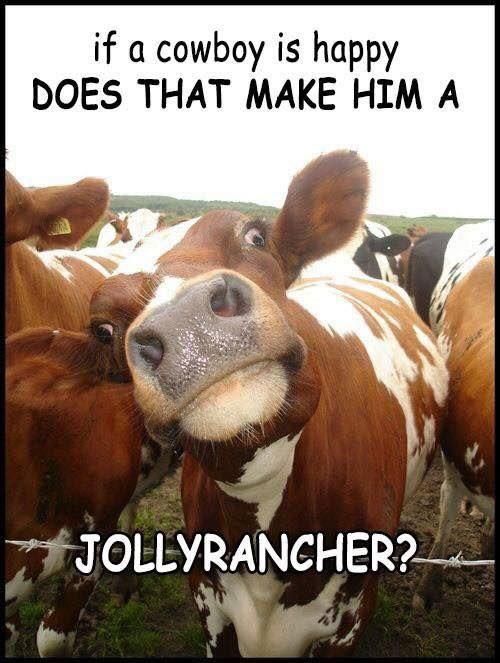 Cow humor at its fingers