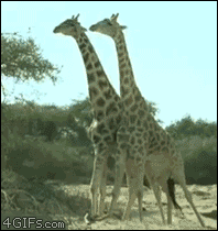 Giraffes fight