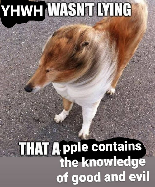 Biblical meme again.