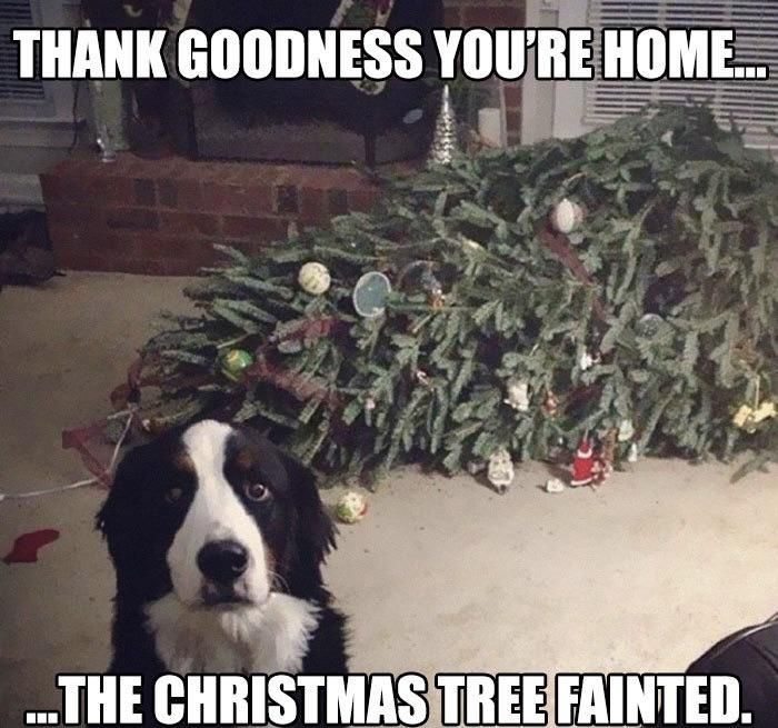 Uh oh, not the tree