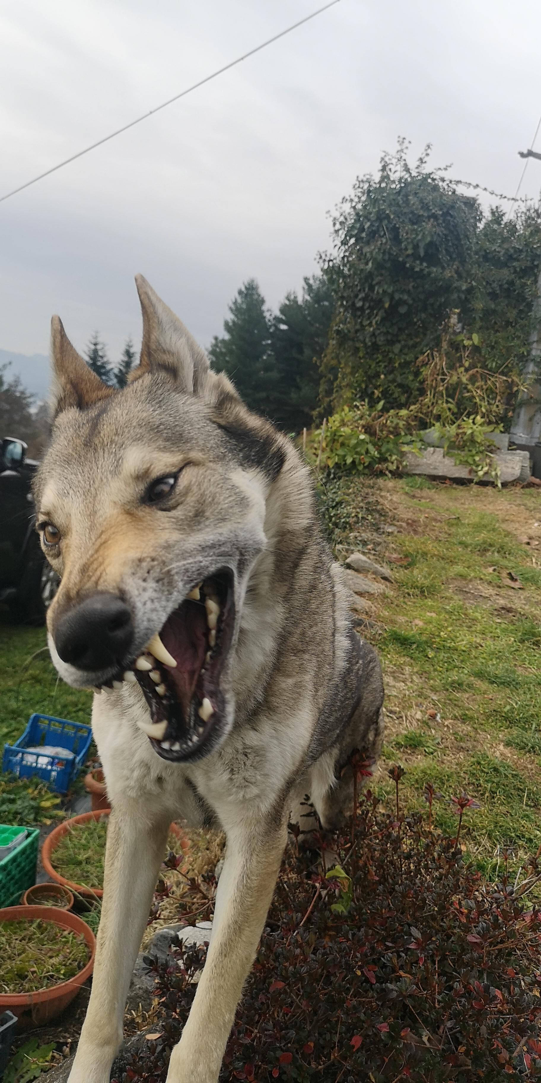 I cought my dog in the middle of a yawn