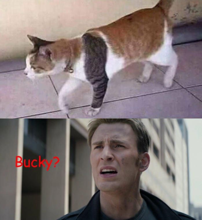 Bucky???