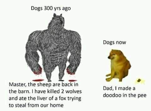 dog