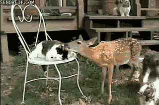 This Deer has a way better touch than my owner!
