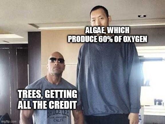 Algae vs trees.