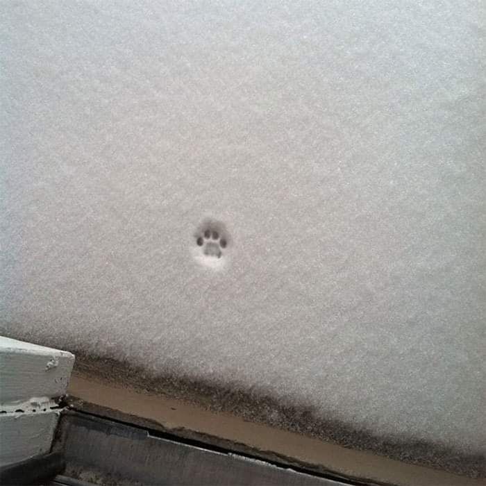 "How my cat feels about snow"
