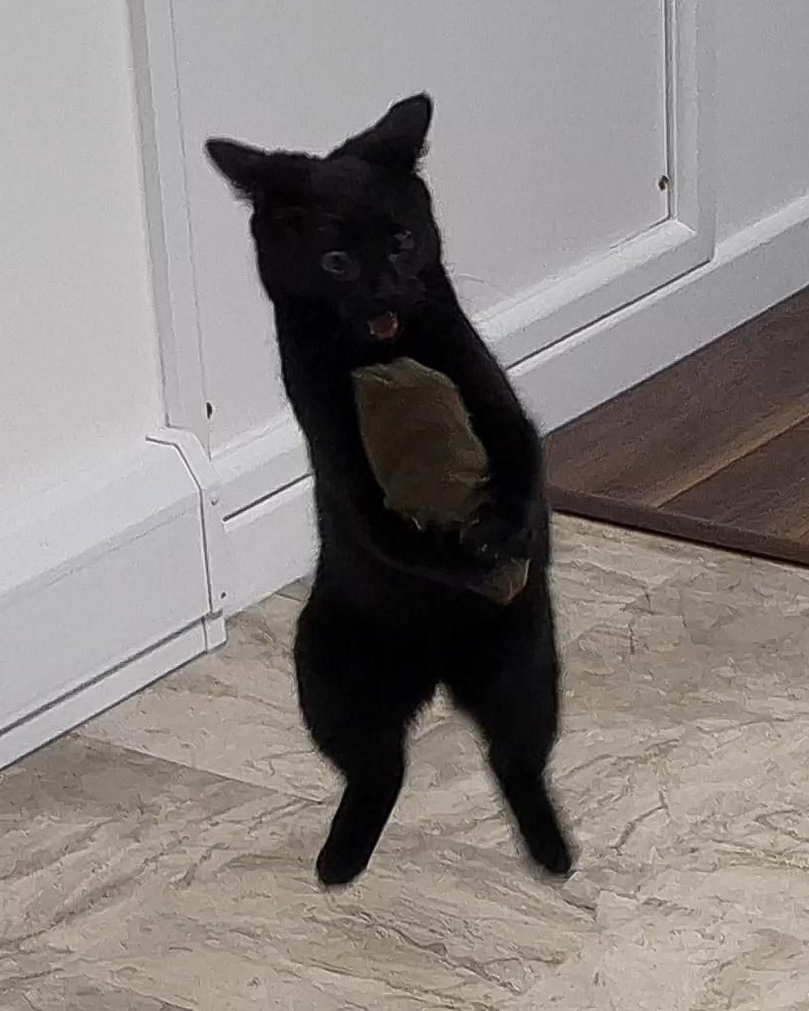 My kitten has just discovered the joys of paying with my socks