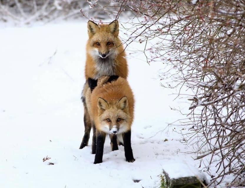 Saw these foxes playing leap frog at the nature park.