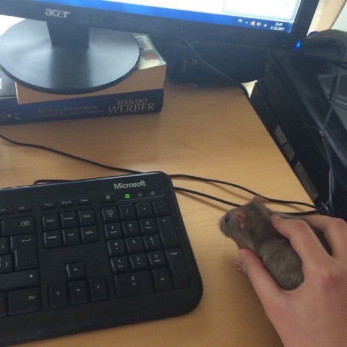 Just found this mouse seems to be in good shape.