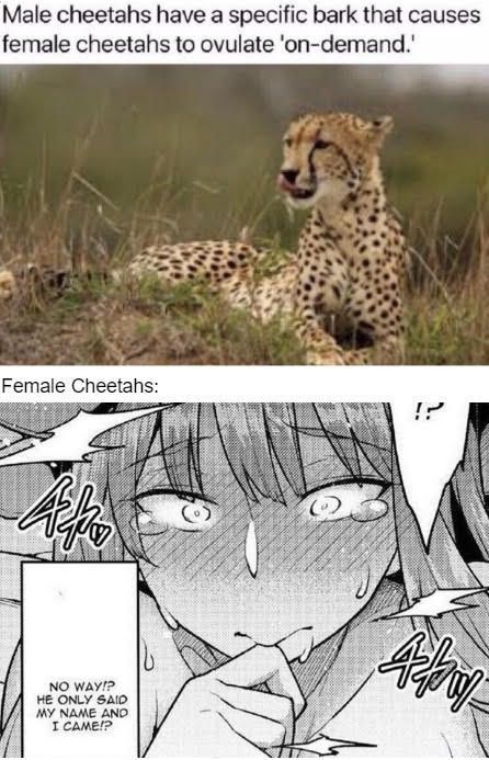 Damn cheetahs have it easy