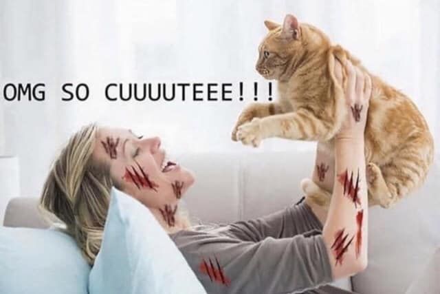 fluffy domestic abuse