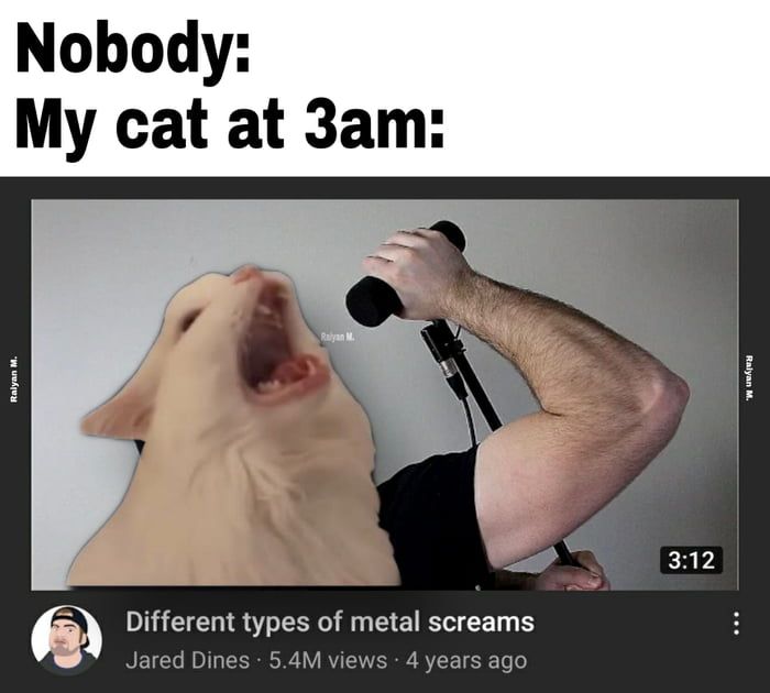 cats