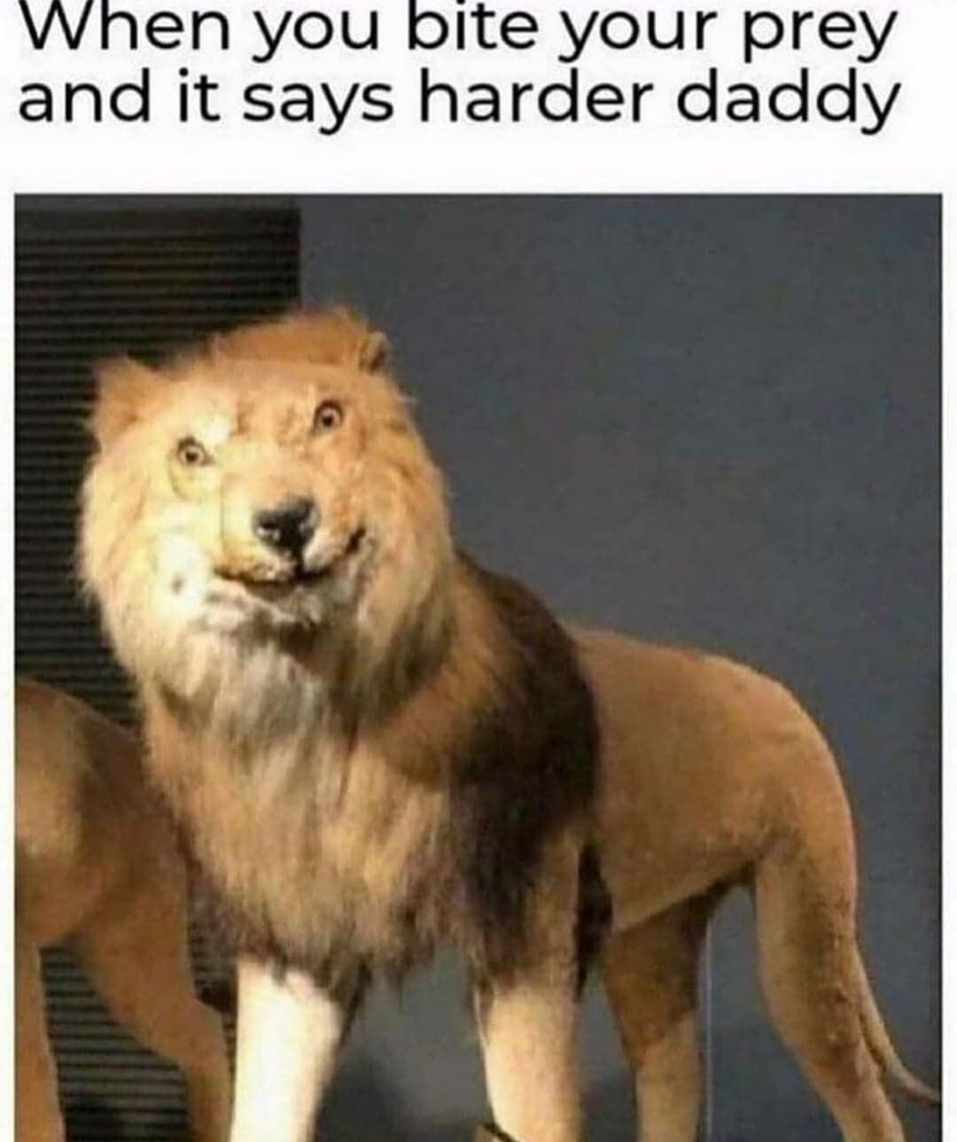damn furries