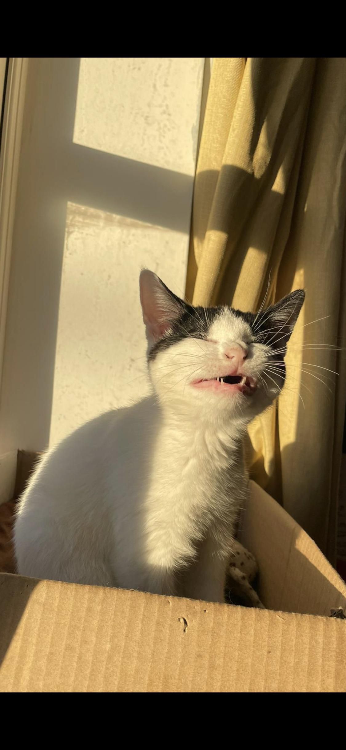 This picture of my housemate’s cat right before sneezing